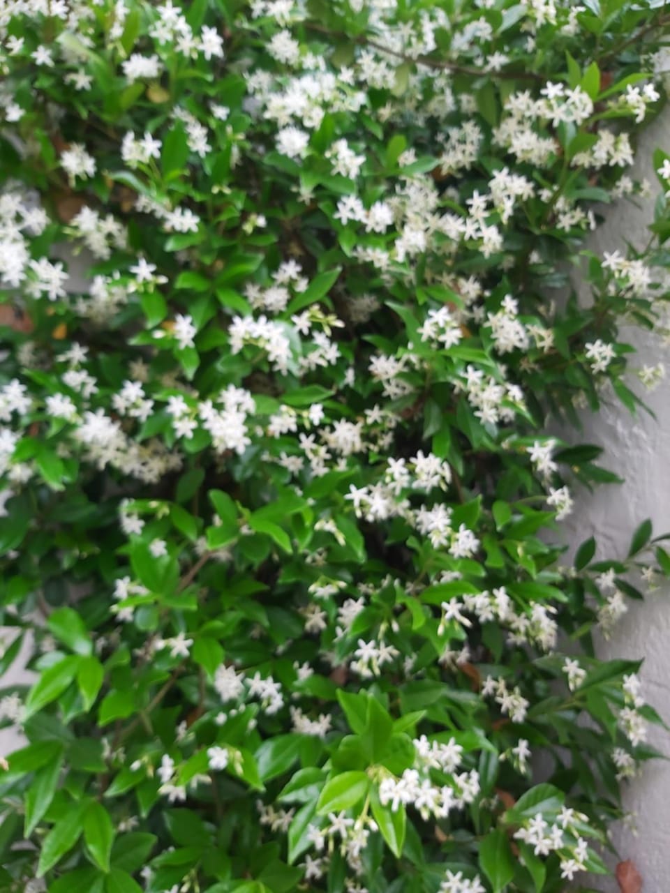 Ohrid Center Galerie House Apartment in Ohrid