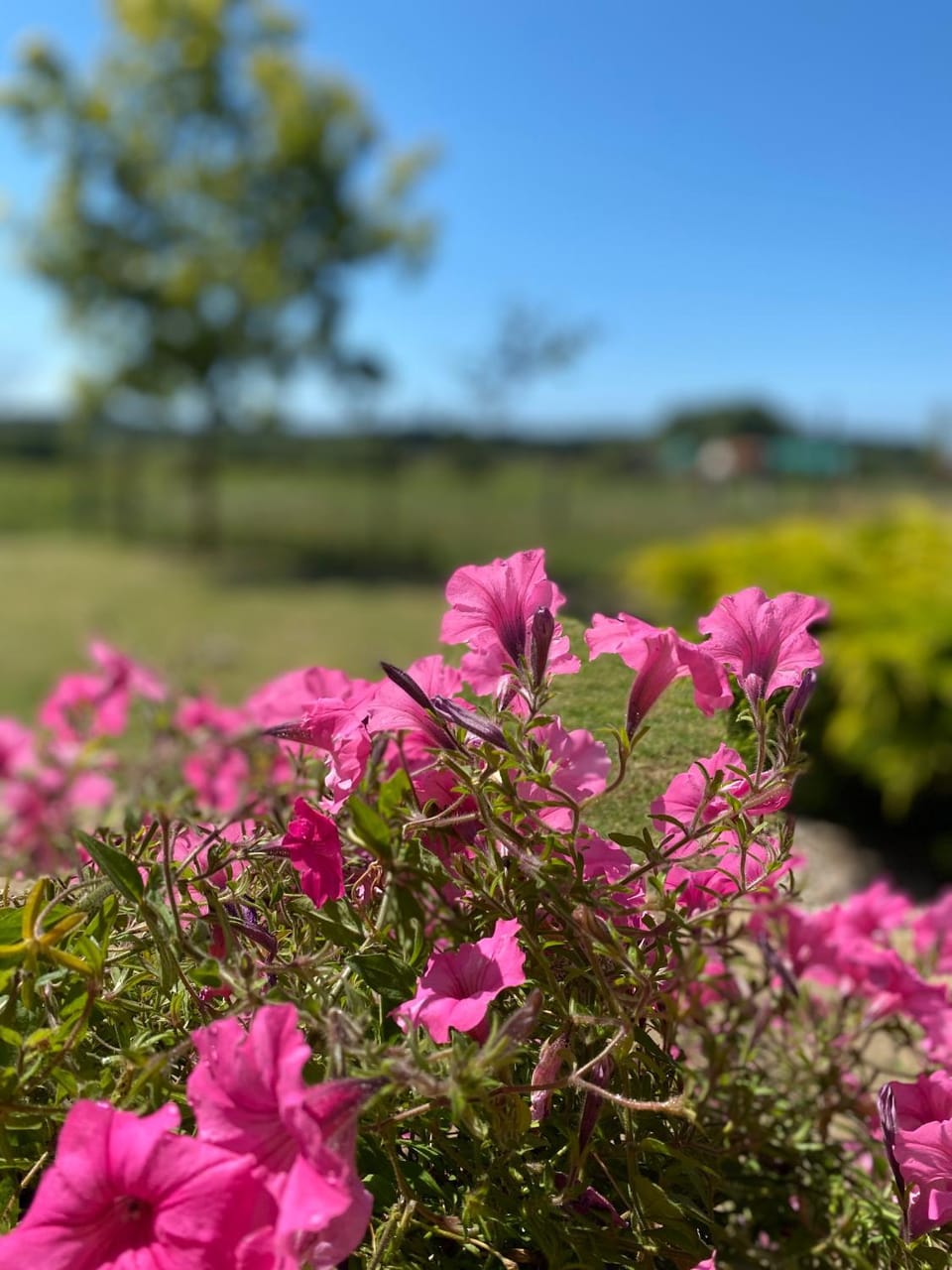 Day, Garden
