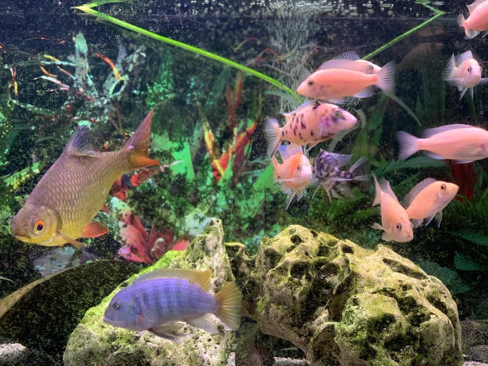 Animals