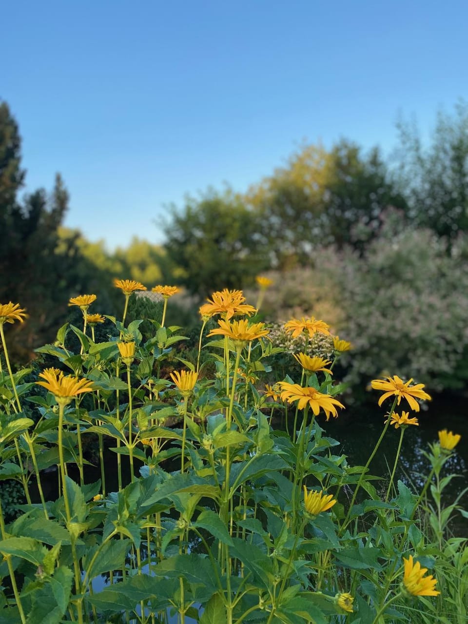 Natural landscape, Garden