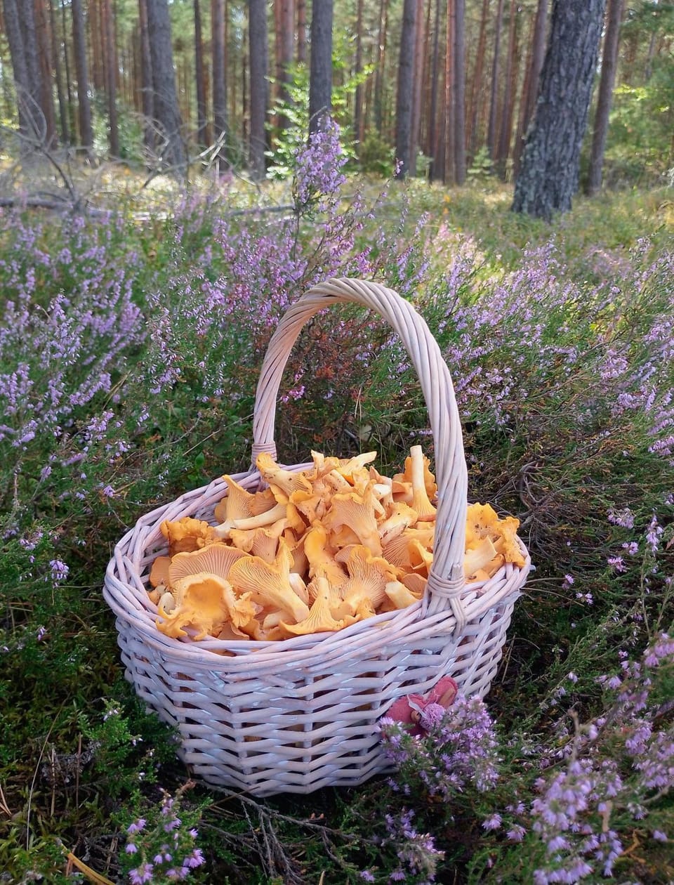 Domek na Kaszubach, Borowy Młyn, jezioro Gwiazda, sauna, 4 House in Pomeranian Voivodeship