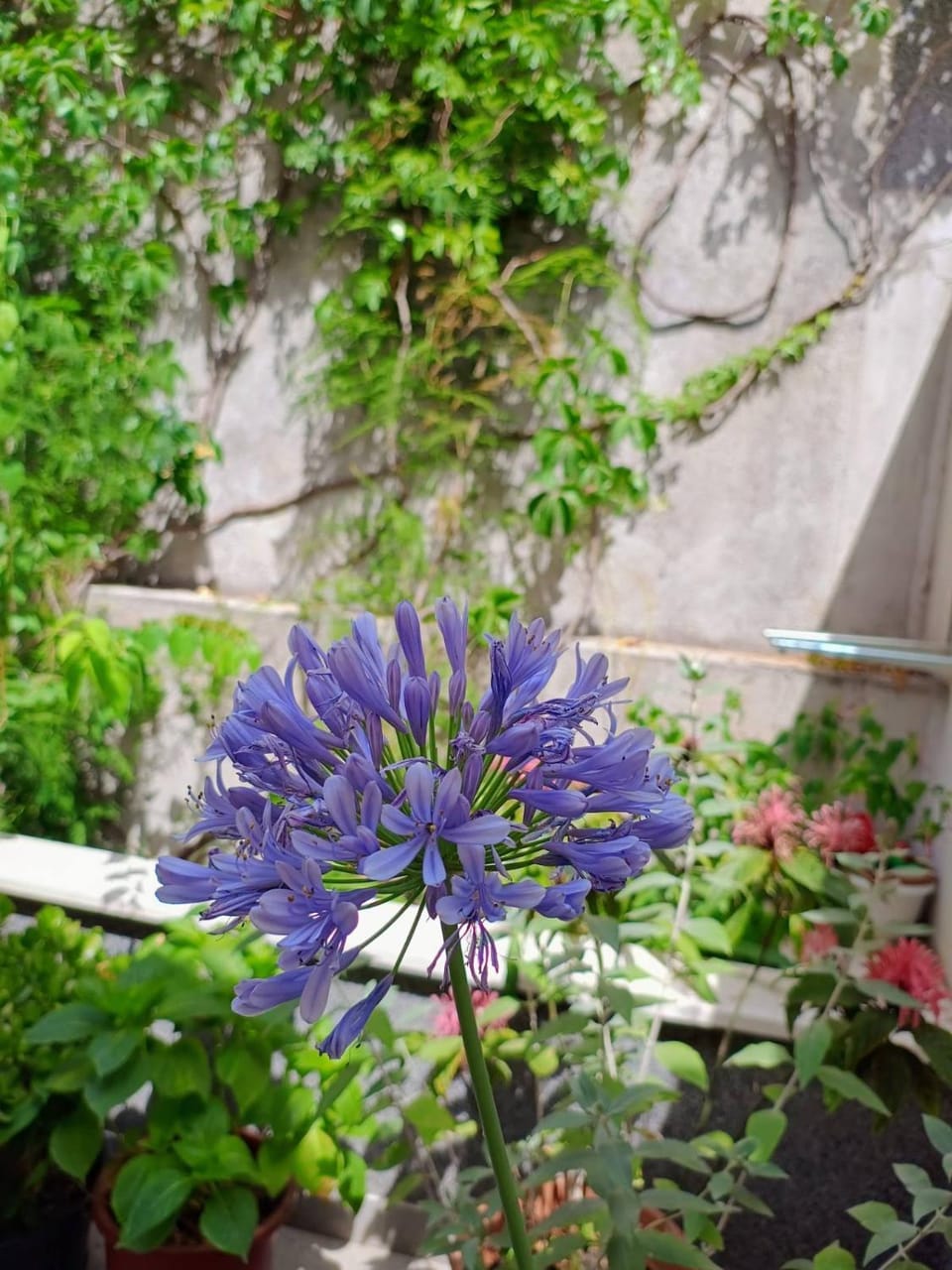 Day, Garden