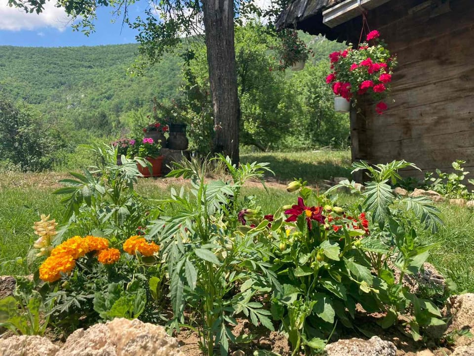 apartman Mara Apartment in Zlatibor District, Serbia