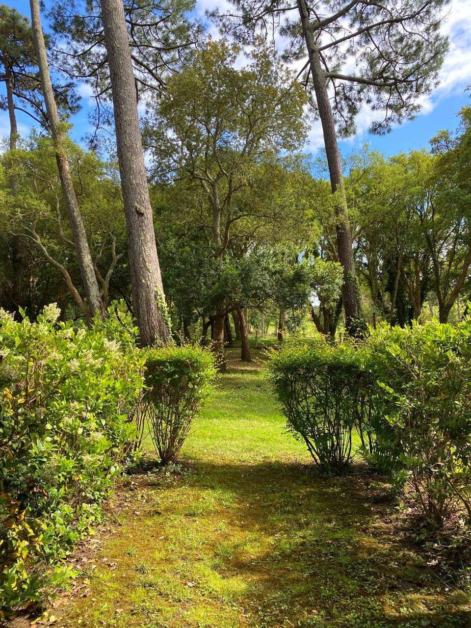 Garden view