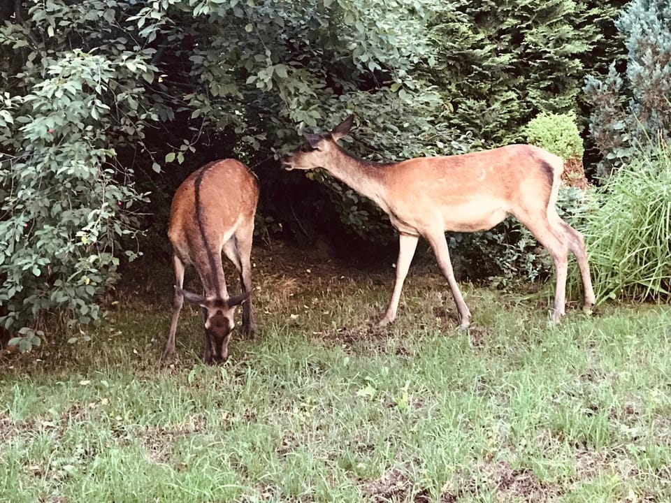 Animals