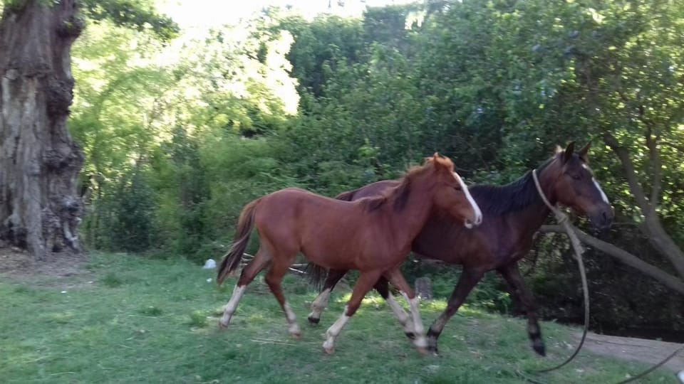 Animals