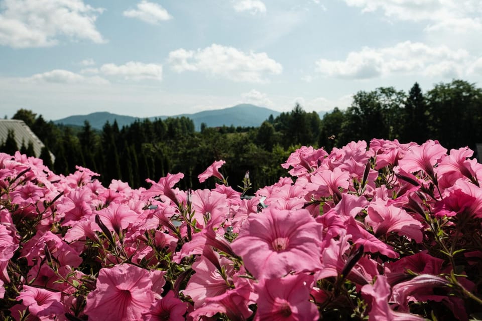 Mountain view