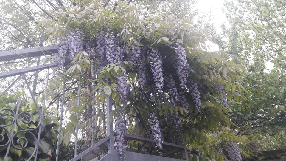 Spring, Garden