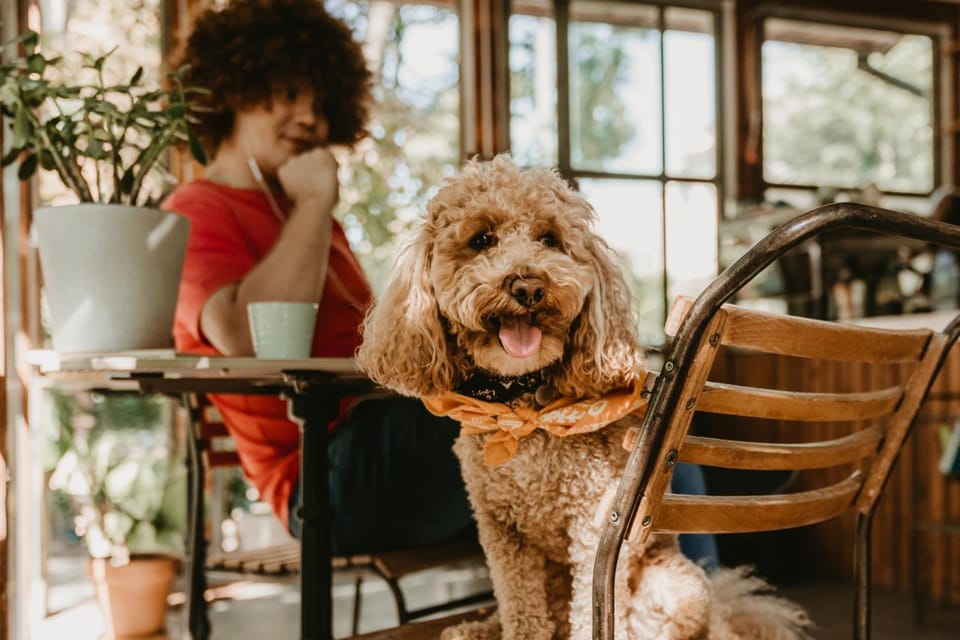 Restaurant/places to eat, Pets, Pets, Pets