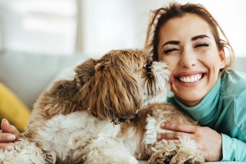 Pets, Pets, Pets