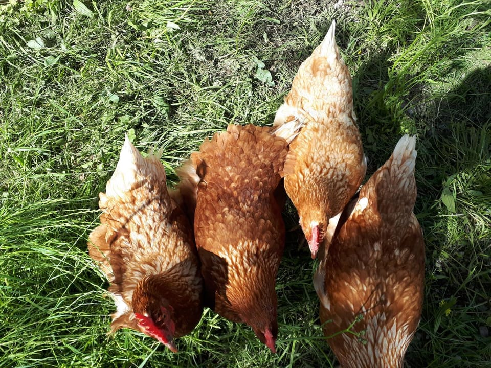 Animals