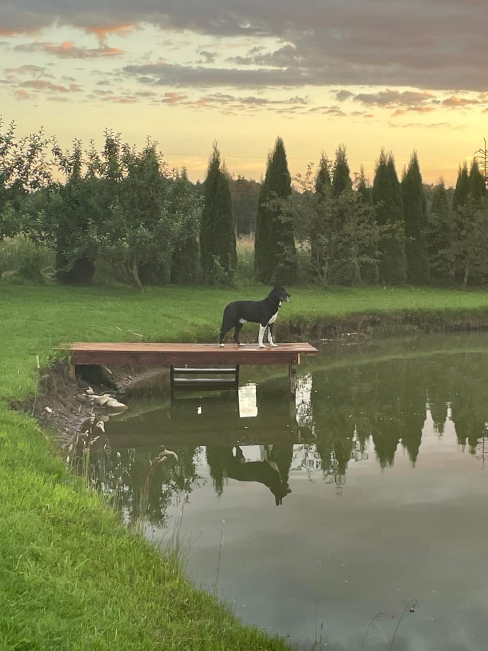 Natural landscape, Pets, Sunset