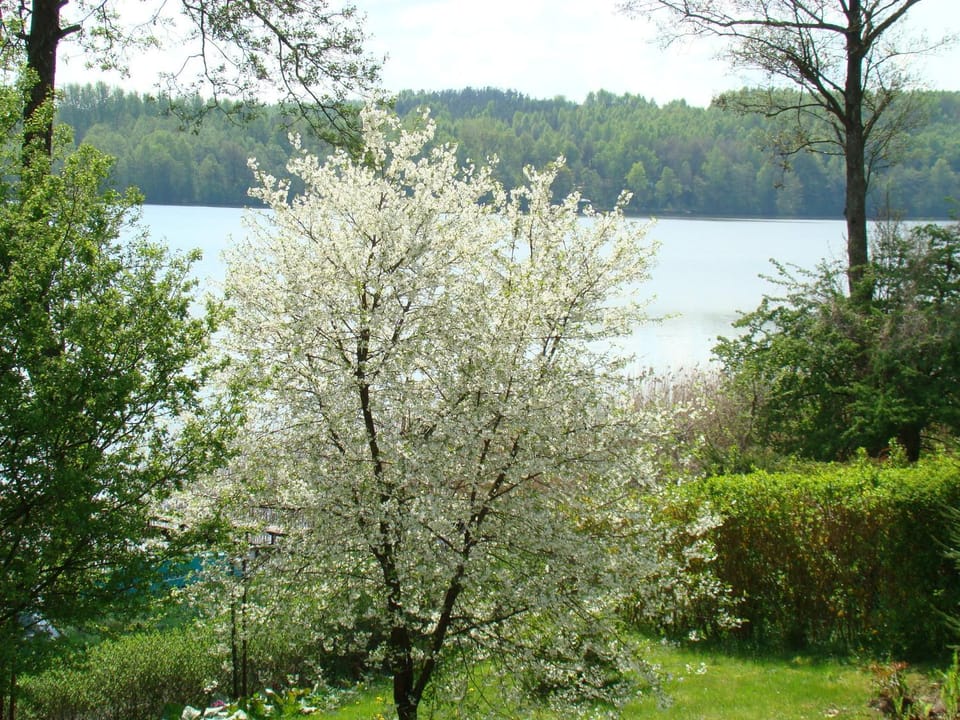 Natural landscape, Garden, Lake view