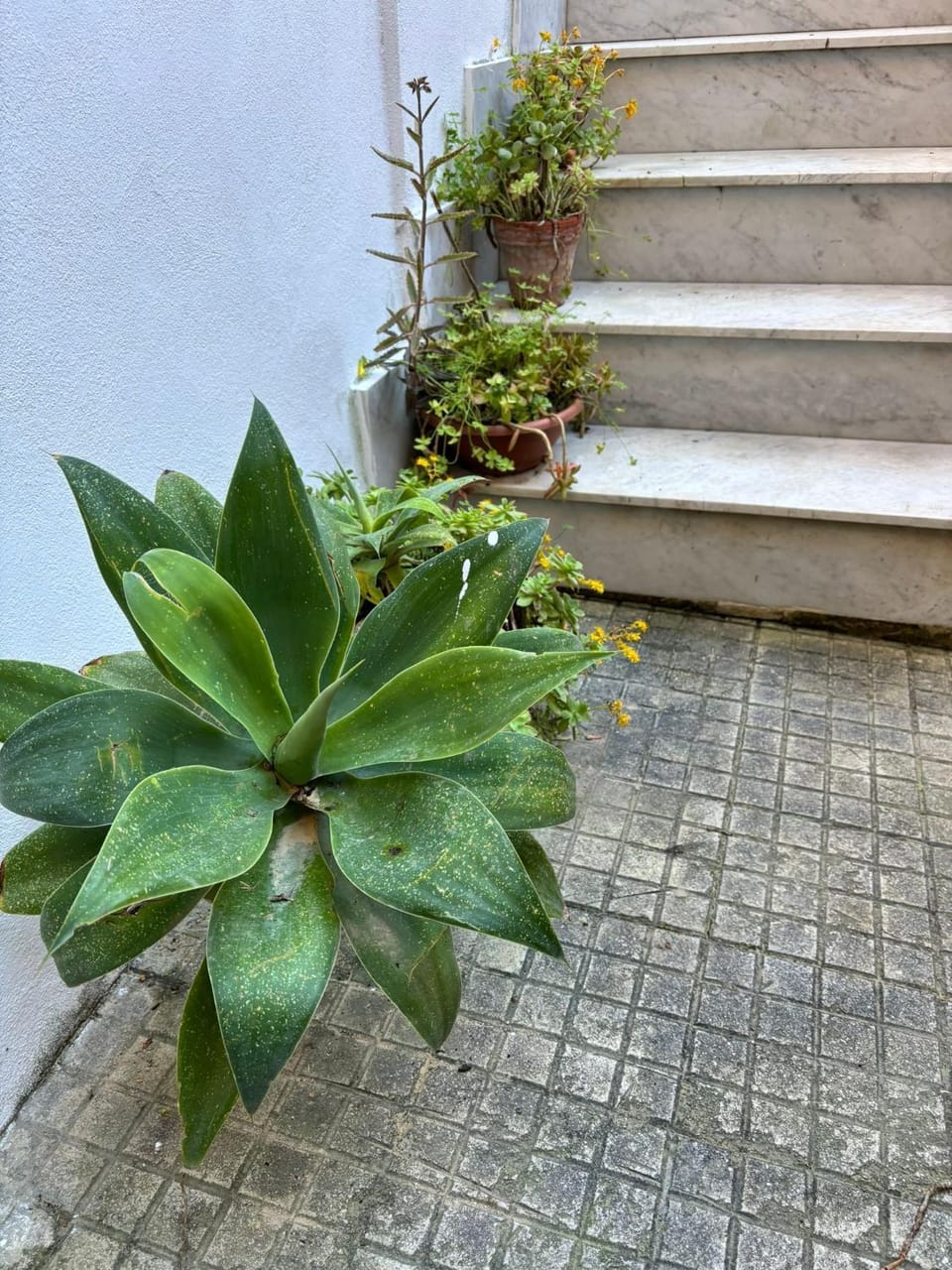 Day, Garden, Garden view