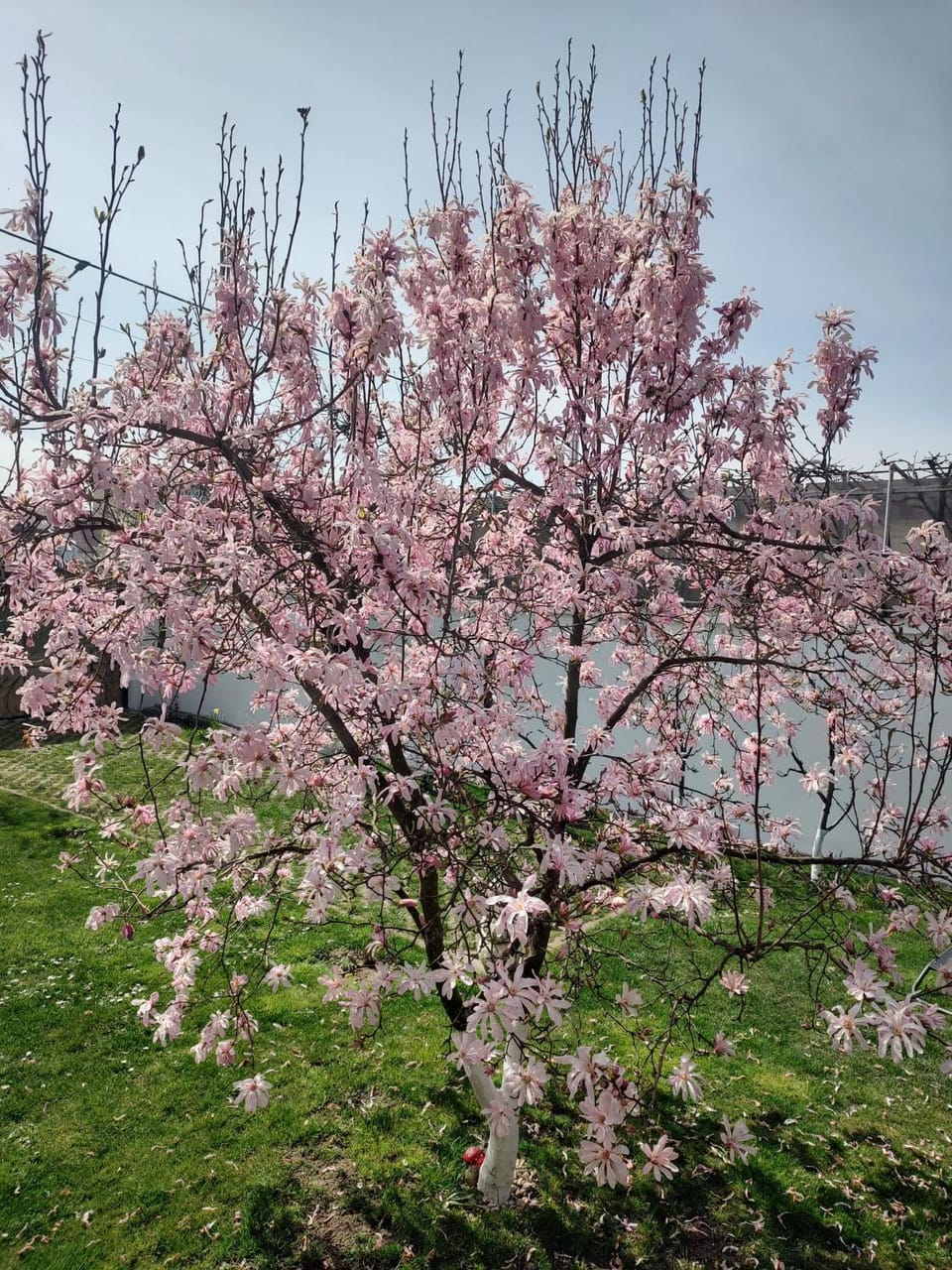 Spring, Day, Natural landscape, Garden, Garden view