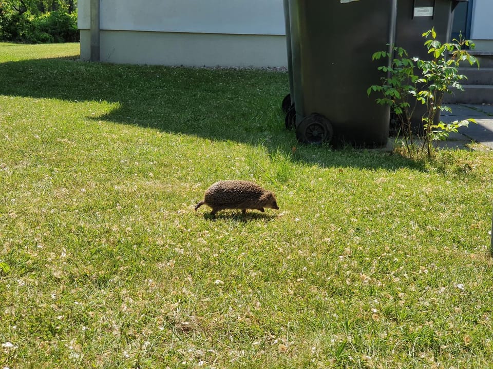 Garden, Animals