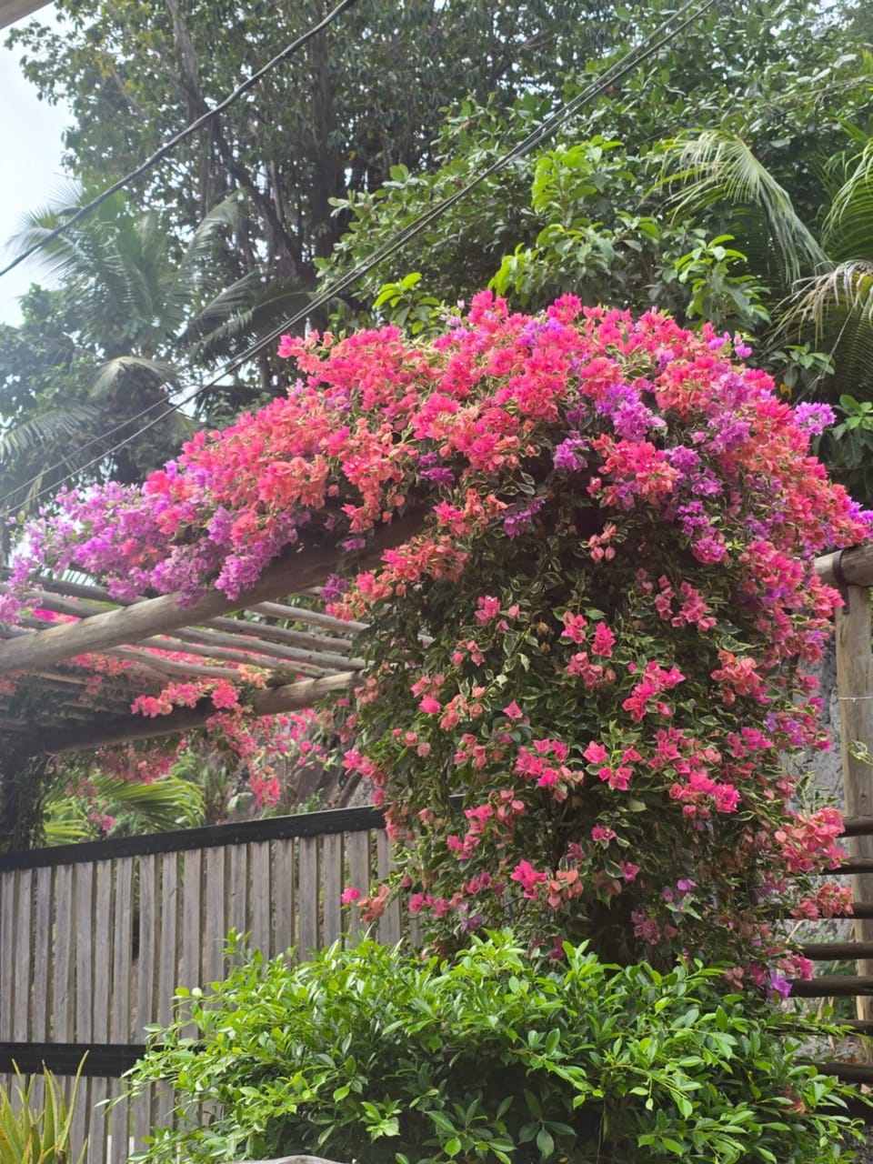 Garden view