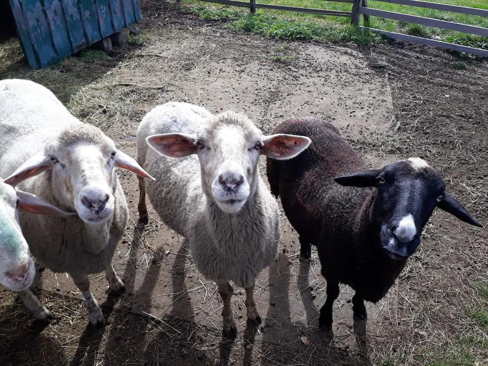 Animals
