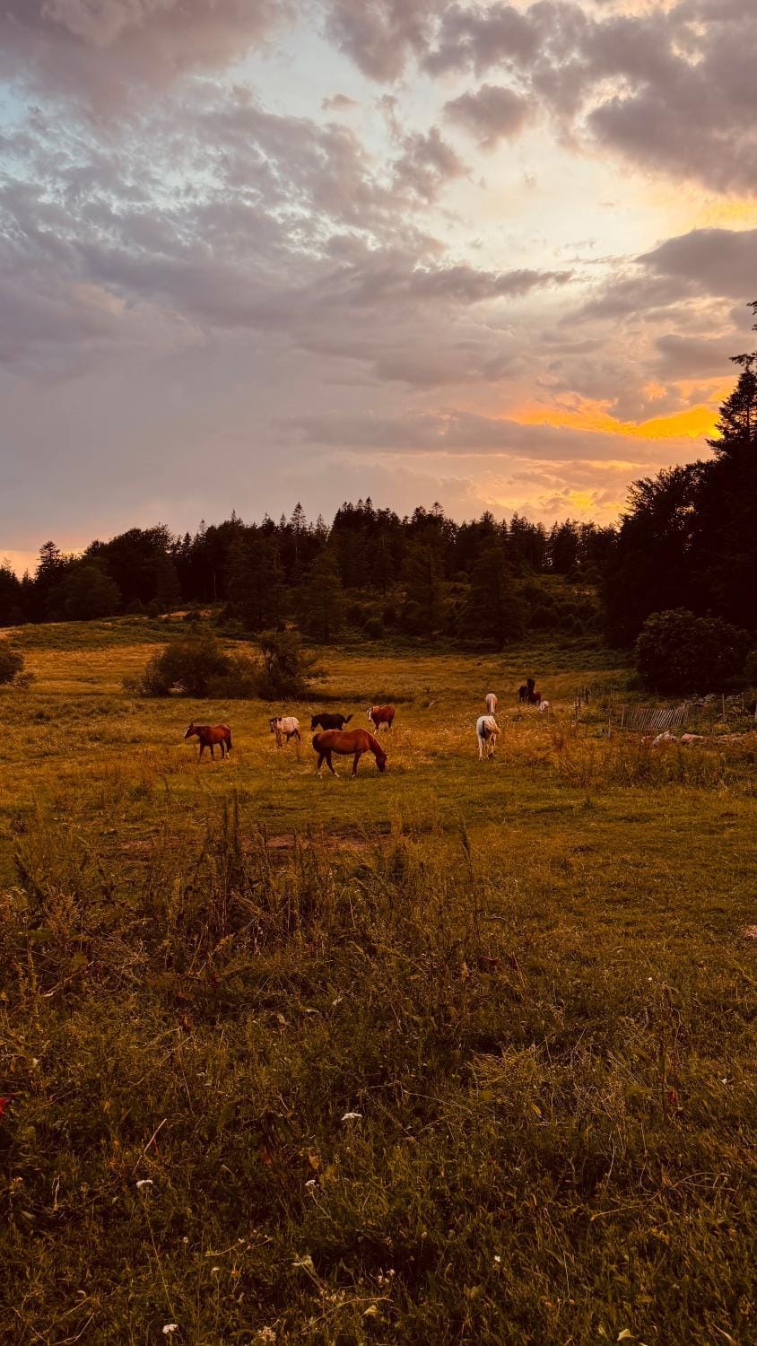 Ranch du Haut-Languedoc Country House in Occitanie