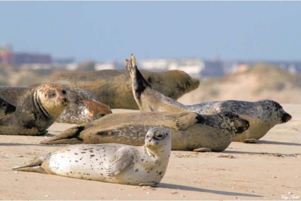 Day, Natural landscape, Animals