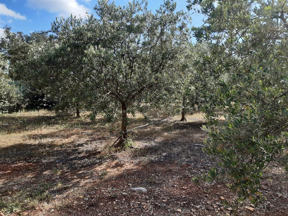 Villa Xanadu Bed and Breakfast in Lorgues