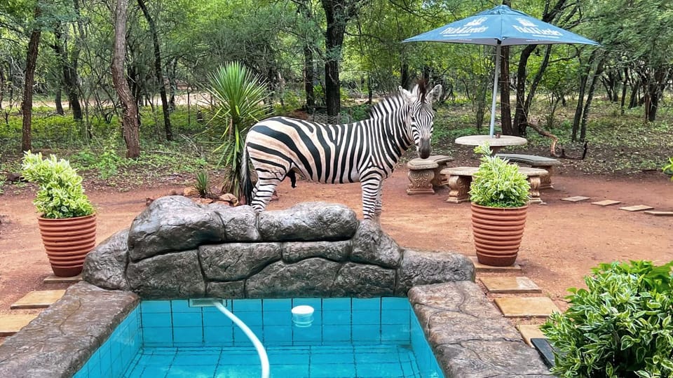 Day, Natural landscape, Animals, Garden view, Pool view, Swimming pool