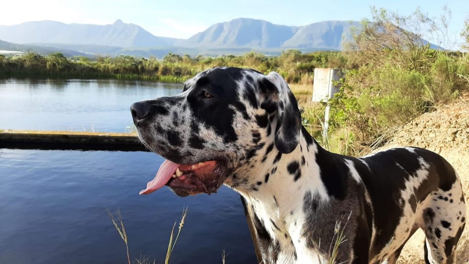 Zeekoegat Historical Homestead Bed and Breakfast in Western Cape