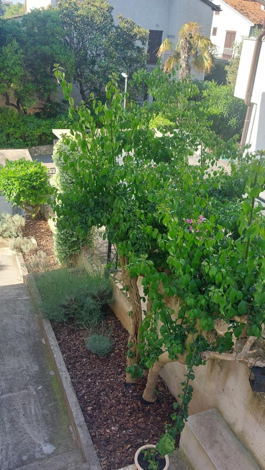 Day, Garden