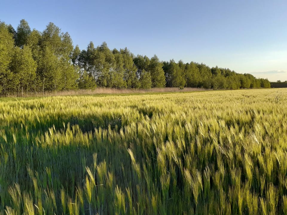 Spring, Day, Natural landscape, View (from property/room)