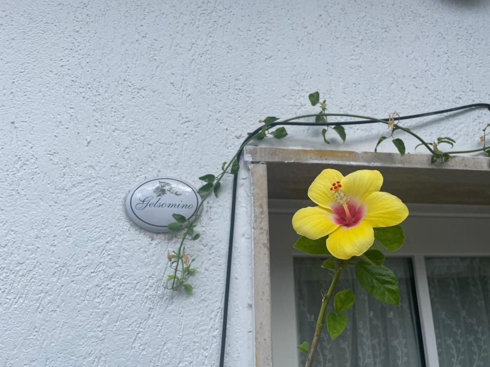 Day, Garden