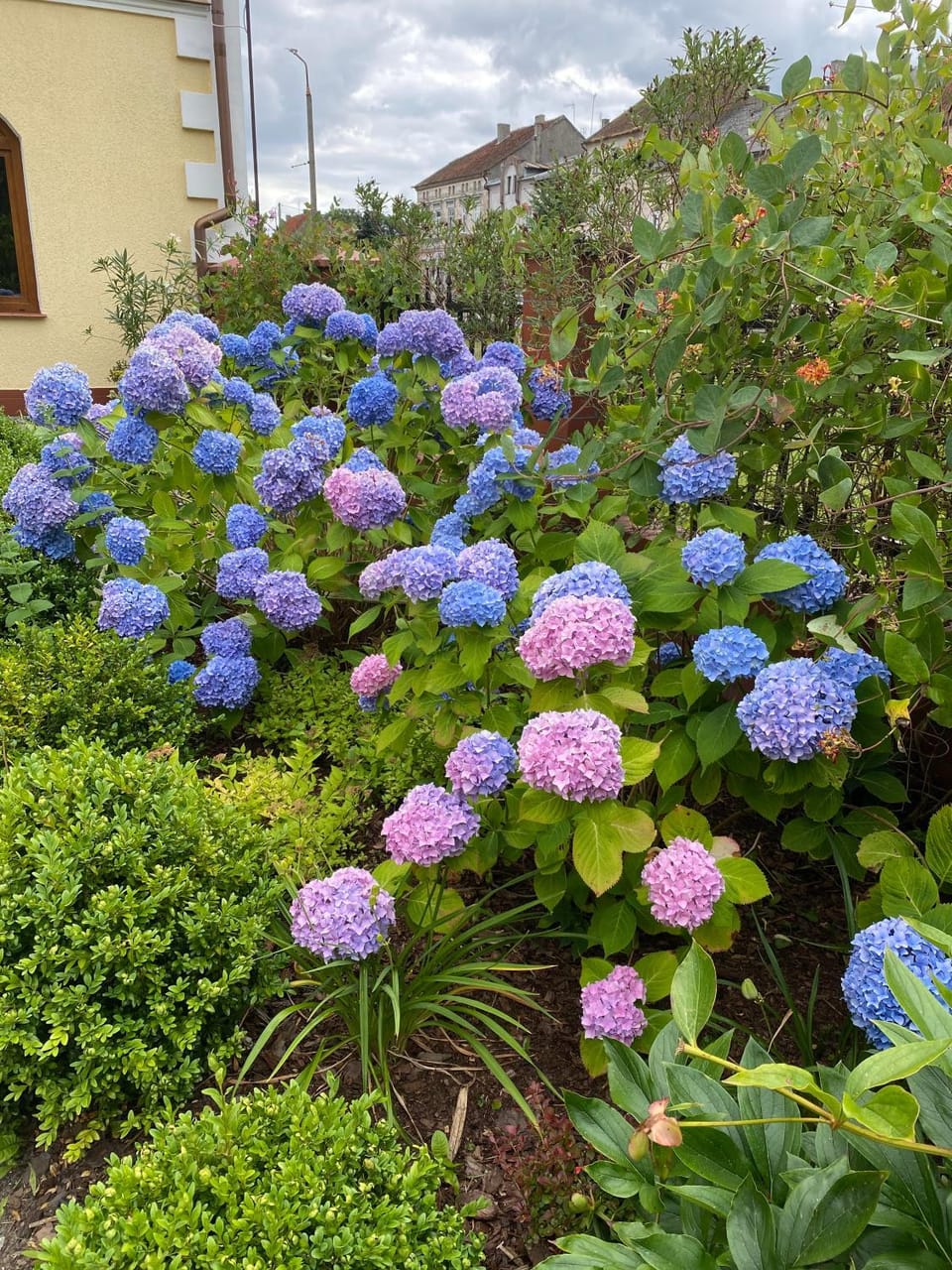 Natural landscape, Garden, Garden view
