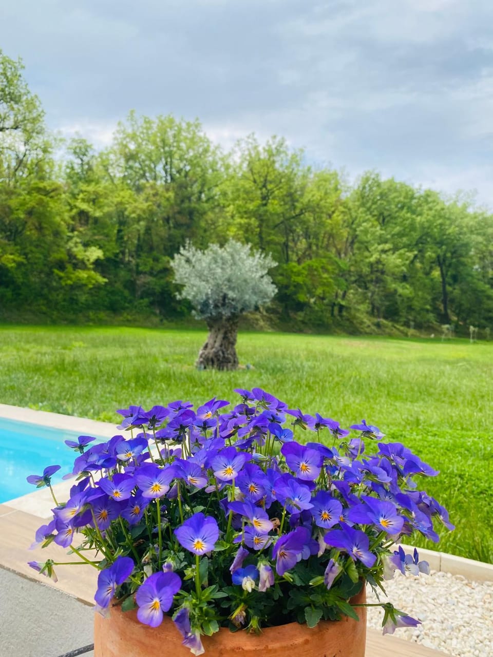 Garden, Swimming pool