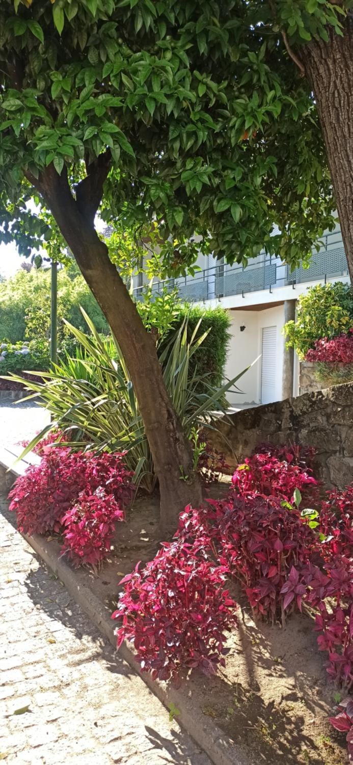 Patio, Garden