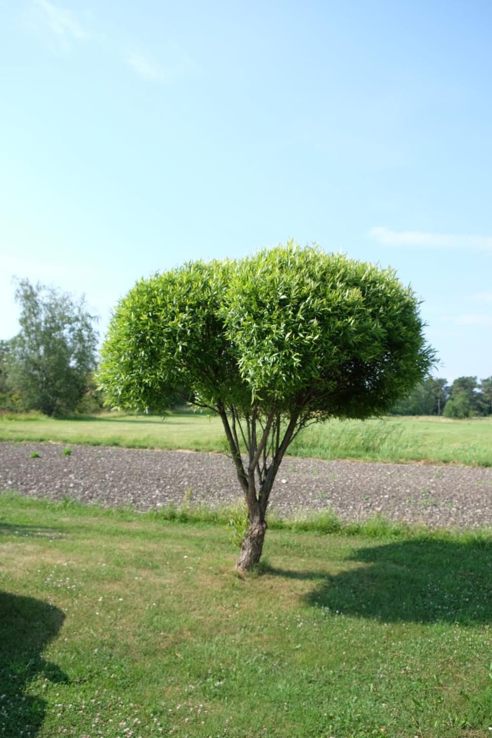 Natural landscape