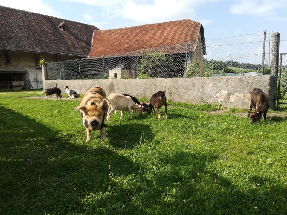 Animals