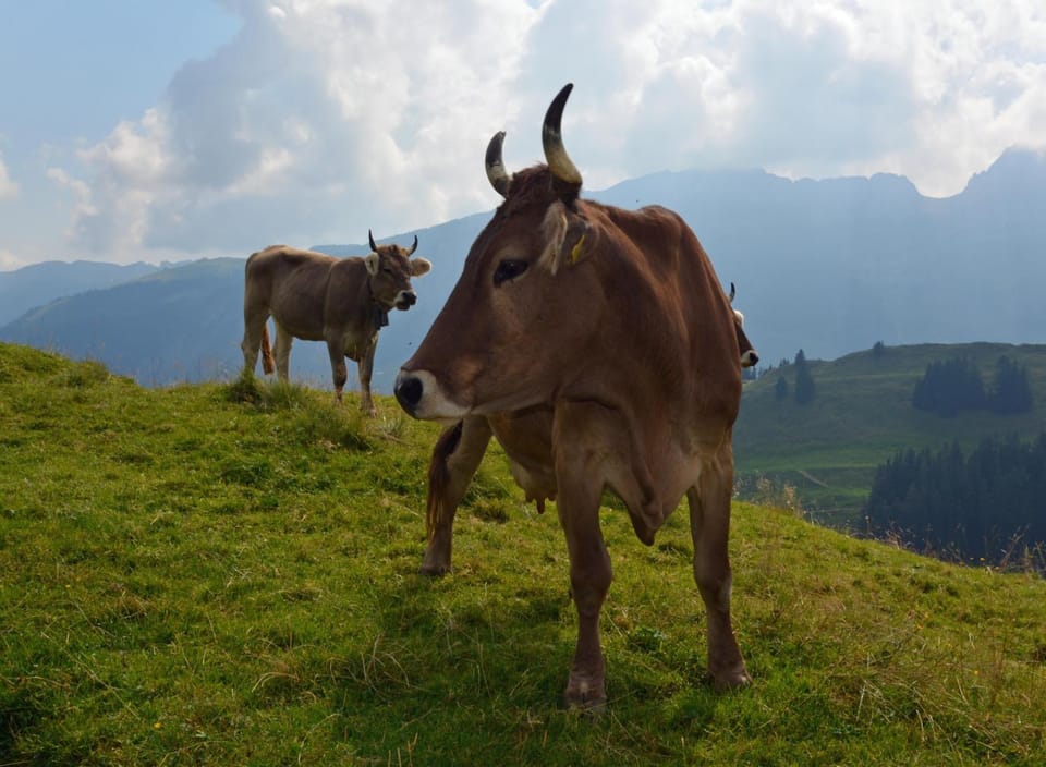 Day, Natural landscape, Summer, Hiking, Animals