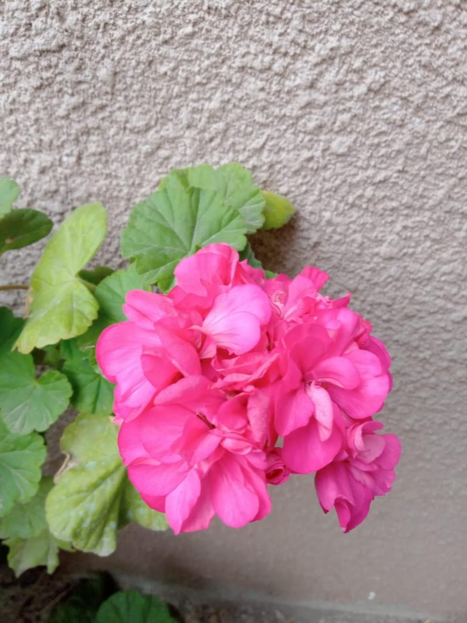 Patio, Garden