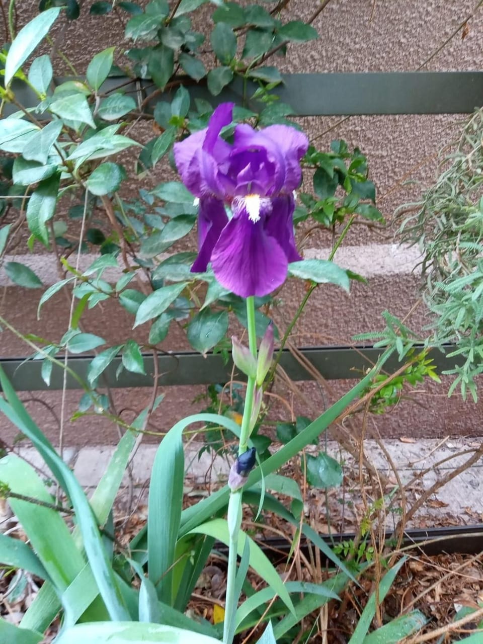 Patio, Garden