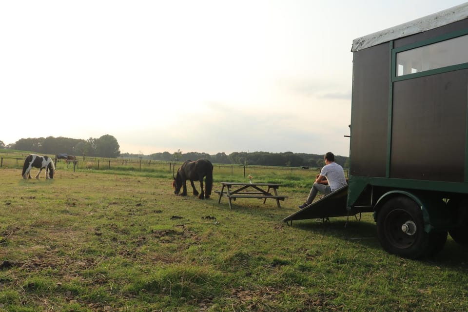 Garden, Animals, Sunset