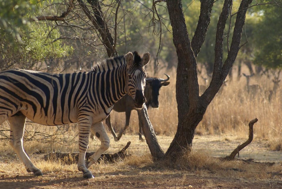 Beka Idube Bushveld Retreat Luxury tent in Gauteng