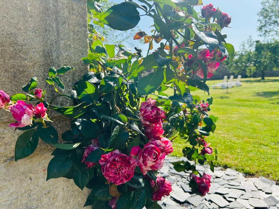 Spring, Day, Garden, Garden view
