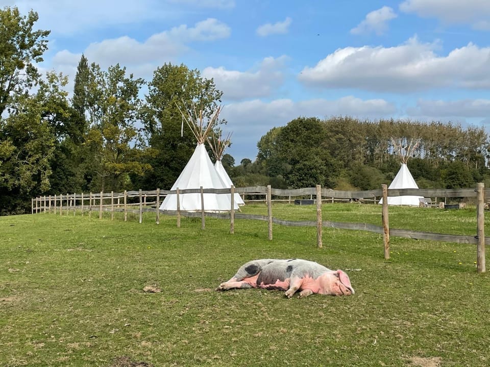 Natural landscape, Animals