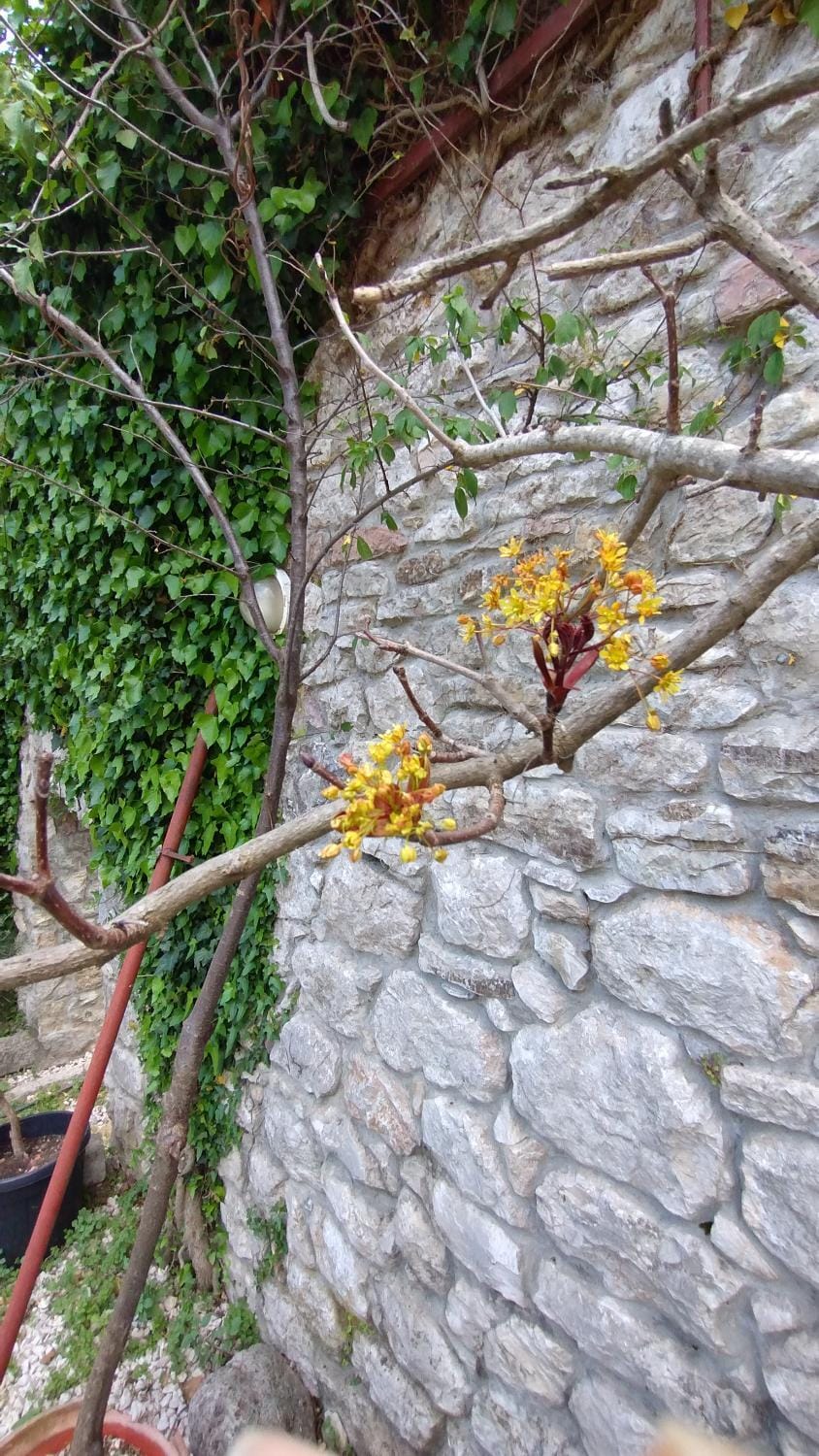 LaRos Apt Apartment in Kotor Municipality