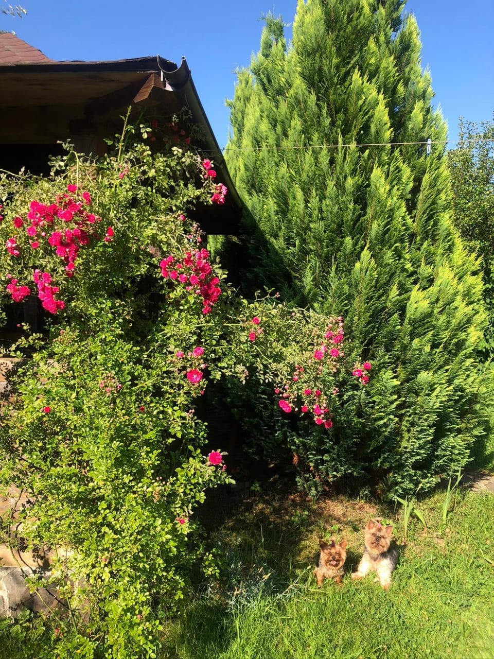 Котедж Гірський House in Ukraine