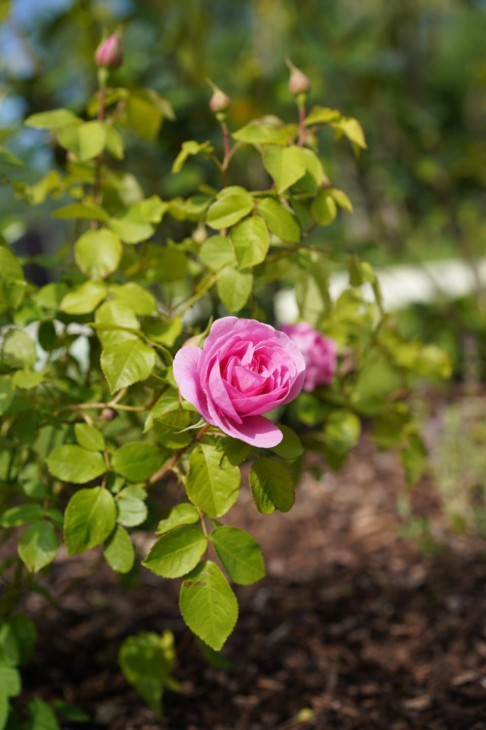 Spring, Garden view