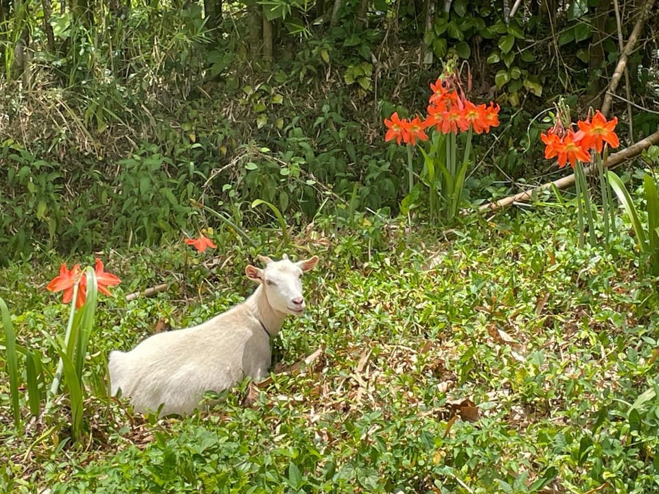 Animals