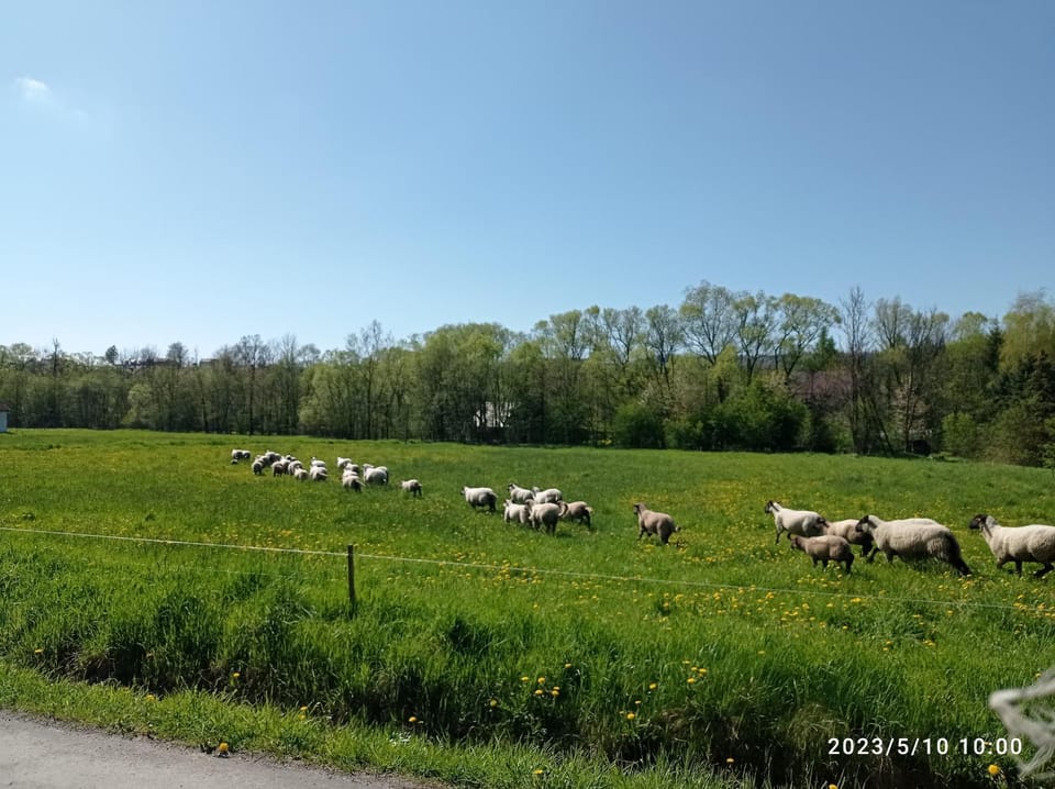 Spring, Day, Natural landscape, Animals