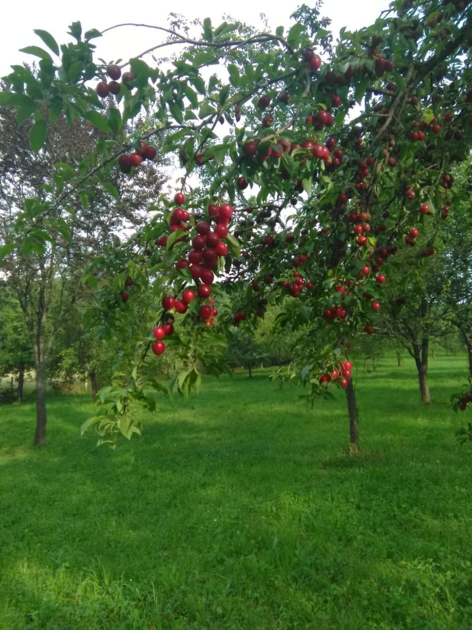 Eco familia Bed and Breakfast in Timiș County
