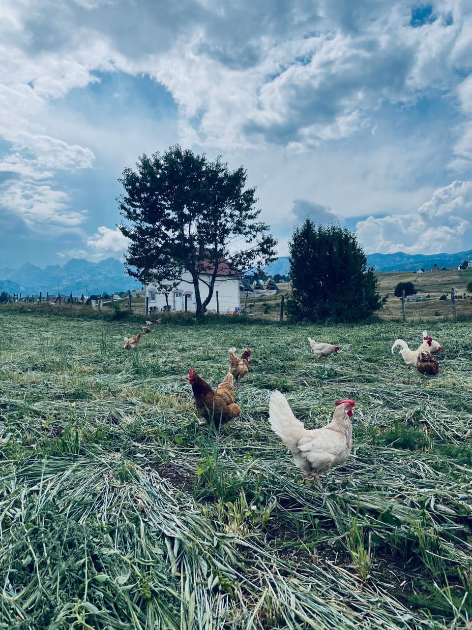 Guest House Nena House in Montenegro