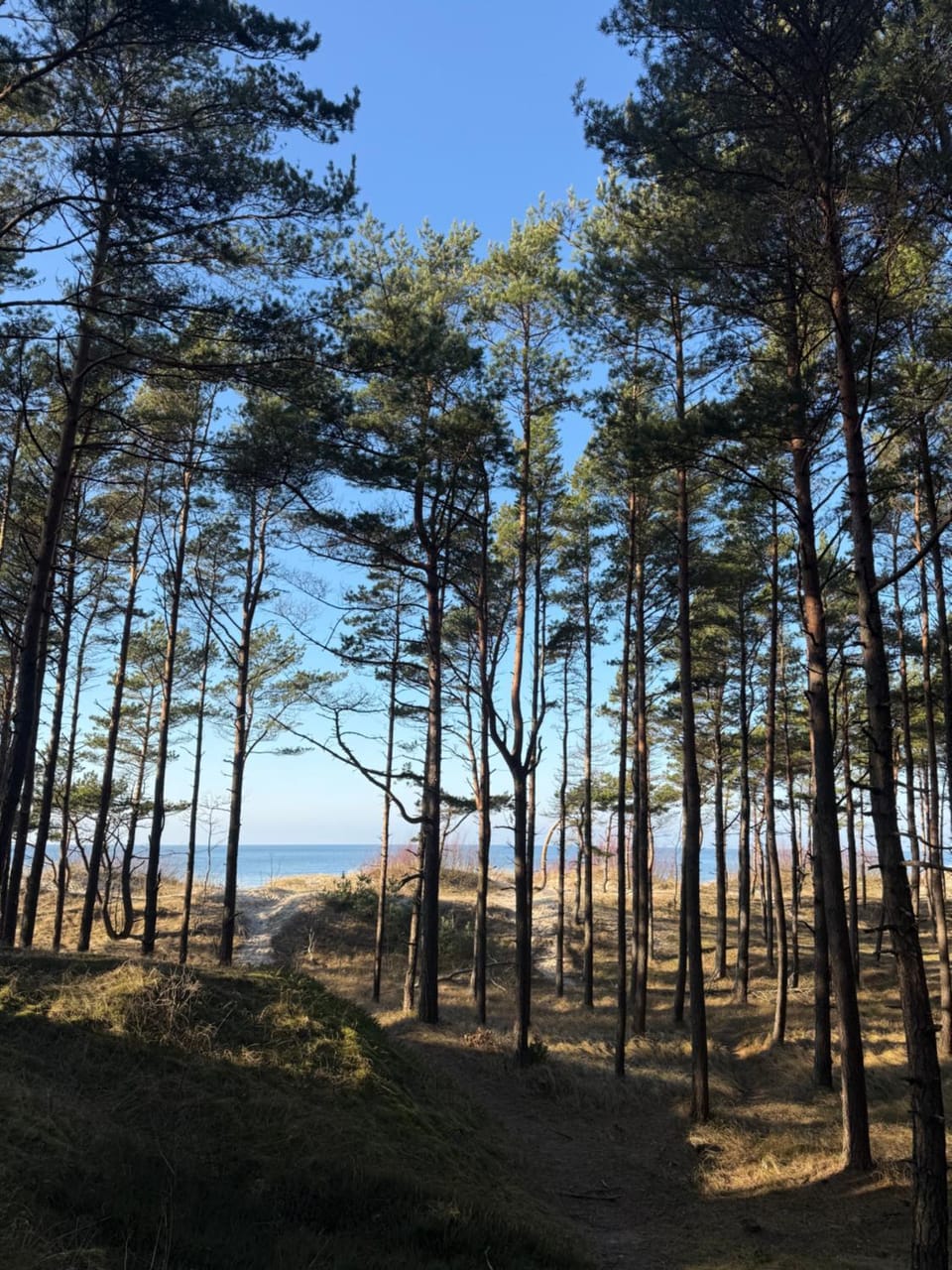 Apartamentai-butas “MANO JŪRA” komplekse Apartment in Palanga